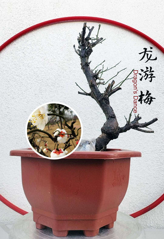Rare &#39;Dragon&#39;s Dance&#39; Japanese Apricot (Prunus mume)–10+ Year Old with Buds