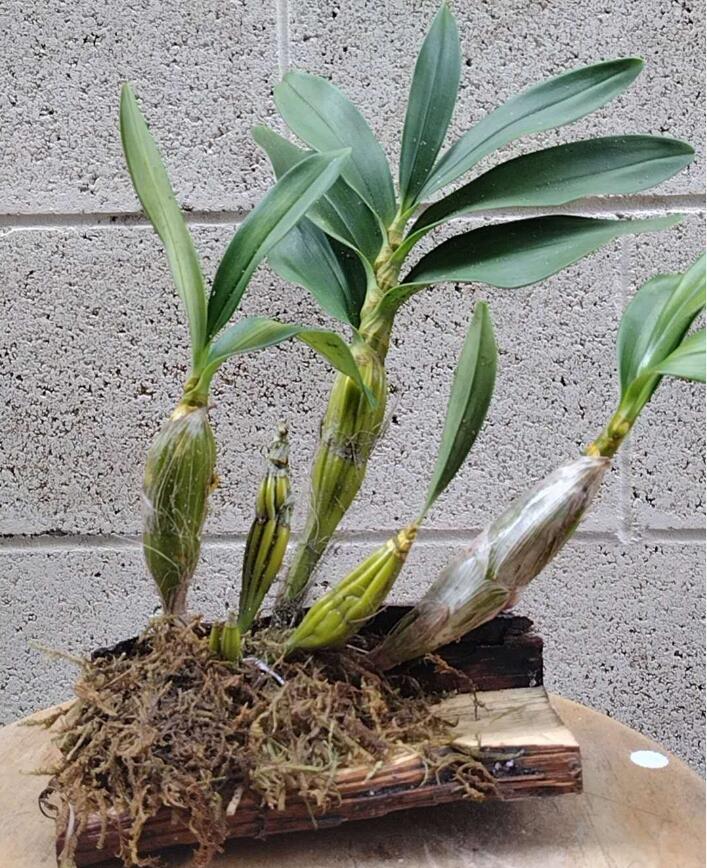 Dendrobium drumstick Without Flowers (Dendrobium drumstick 鼓槌石斛) with bonsai pot