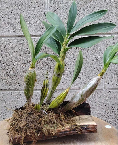 Dendrobium drumstick Without Flowers (Dendrobium drumstick 鼓槌石斛) with bonsai pot