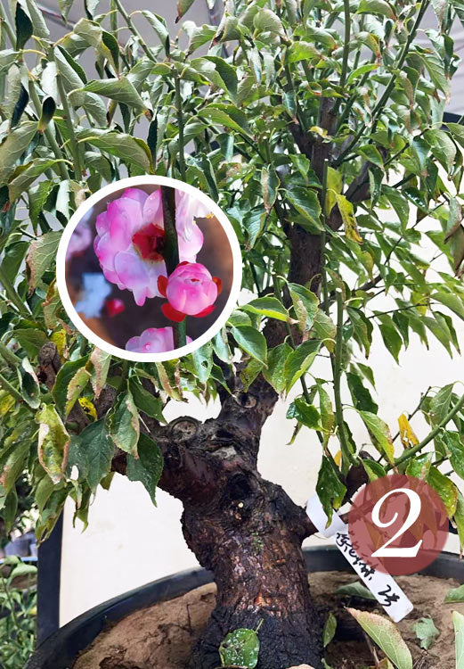 Pre-Sale Rare Hehua Yudie Japanese Apricot Bonsai (Prunus mume) – Pink & White Double Flowers CYMUS Cymbidium Orchids Plum Blossom Bonsai Sale