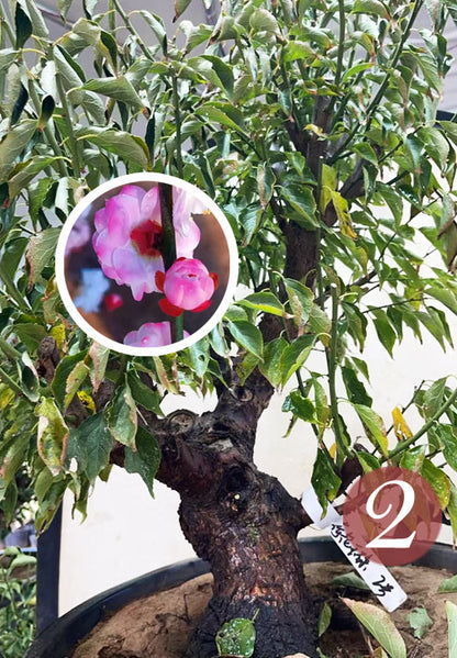 Pre-Sale Rare Hehua Yudie Japanese Apricot Bonsai (Prunus mume) – Pink & White Double Flowers CYMUS Cymbidium Orchids Plum Blossom Bonsai Sale