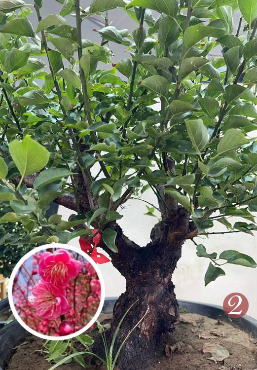 Pre-Sale Rare Flowering Plum Tree (Prunus mume) – 20+ Year Old Gulihong Bonsai Specimen CYMUS Nursery