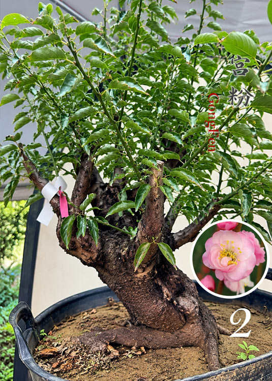 Pre-Sale Flowering Plum Bonsai, Rare GongFenMei Chinese Sweet Plum (Prunus mume) – 25+ Year Old Specimen CYMUS Nursery
