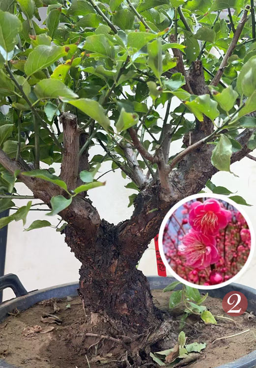 Pre-Sale Rare Flowering Plum Tree (Prunus mume) – 20+ Year Old Gulihong Bonsai Specimen CYMUS Nursery