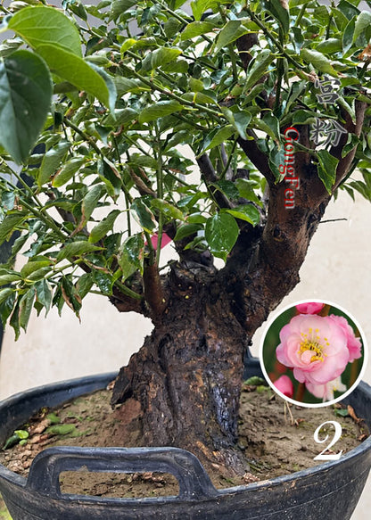 Pre-Sale Flowering Plum Bonsai, Rare GongFenMei Chinese Sweet Plum (Prunus mume) – 25+ Year Old Specimen CYMUS Nursery