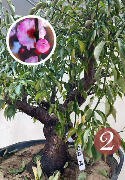 Pre-Sale Rare Hehua Yudie Japanese Apricot Bonsai (Prunus mume) – Pink & White Double Flowers CYMUS Cymbidium Orchids Plum Blossom Bonsai Sale
