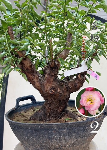 Pre-Sale Flowering Plum Bonsai, Rare GongFenMei Chinese Sweet Plum (Prunus mume) – 25+ Year Old Specimen CYMUS Nursery