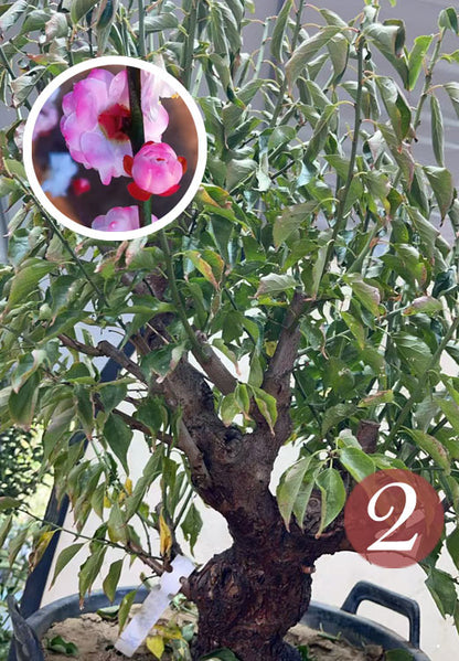 Pre-Sale Rare Hehua Yudie Japanese Apricot Bonsai (Prunus mume) – Pink & White Double Flowers CYMUS Cymbidium Orchids Plum Blossom Bonsai Sale