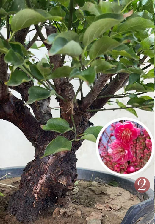 Pre-Sale Rare Flowering Plum Tree (Prunus mume) – 20+ Year Old Gulihong Bonsai Specimen CYMUS Nursery
