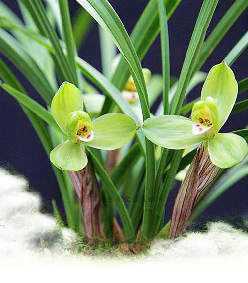 Live Orchid Plants 桂圆梅-Easy Care Orchids Air Purifying Live Houseplant Chinese  cymbidium goeringii GuiYuanMei 春兰