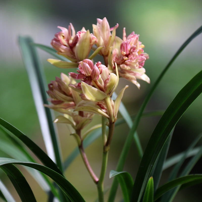 Live Orchid Color Plant 富山奇蝶 Flowers for Window, Yard, Garden-Toyama Butterfly-Shipped Without Buds-建兰