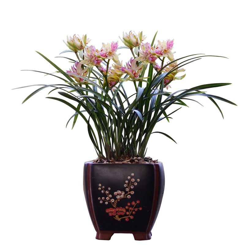 Live Orchid Color Plant 富山奇蝶 Flowers for Window, Yard, Garden-Toyama Butterfly-Shipped Without Buds-建兰