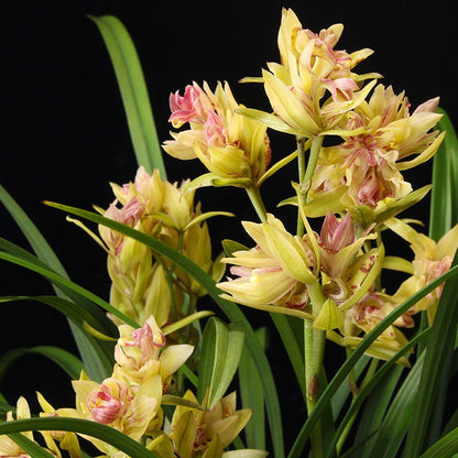 Cymbidium ensifolium-Toyama Butterfly 建兰 富山奇蝶 - 建兰