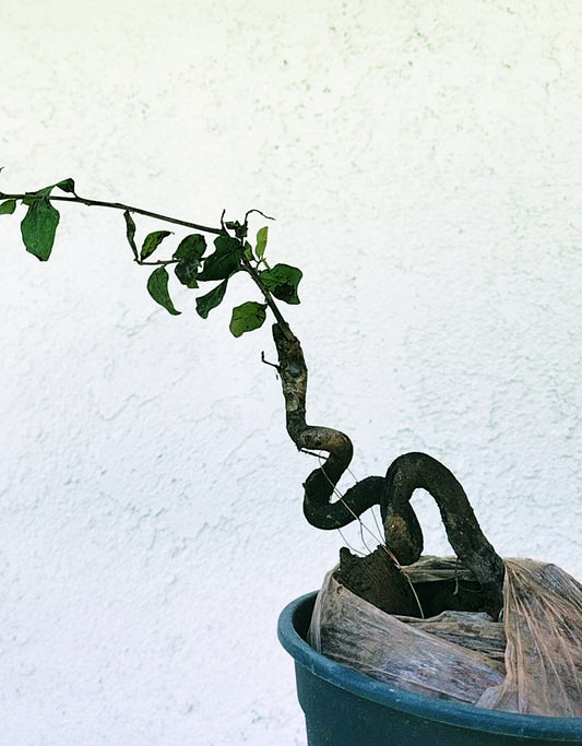 Diospyros armata Bonsai 金弹子 evergreen JinDanZi  stump bonsai