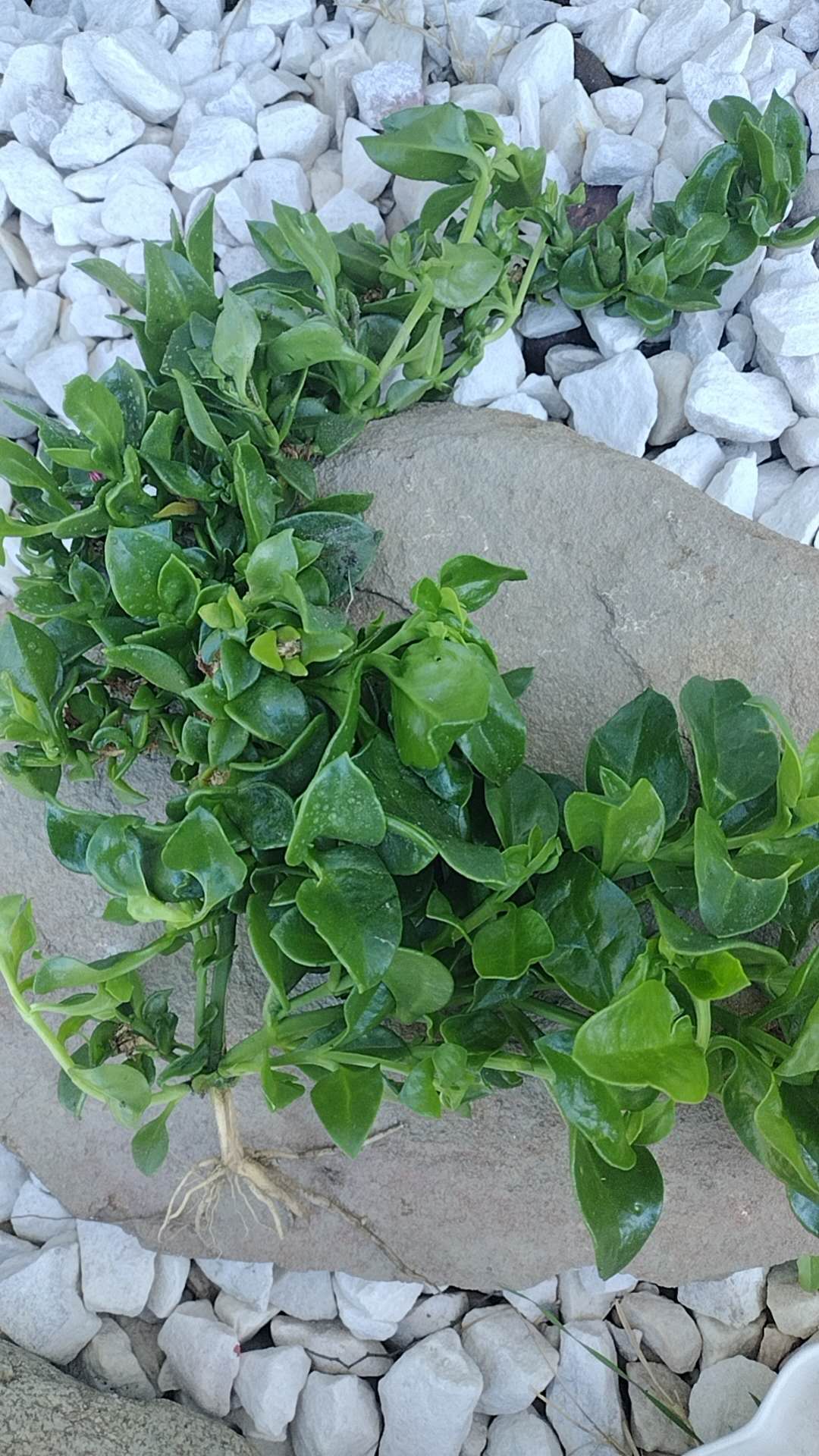 Aptenia Cordifolia Red Apple or Baby Sun Rose cuttings | Ice Plant easy care