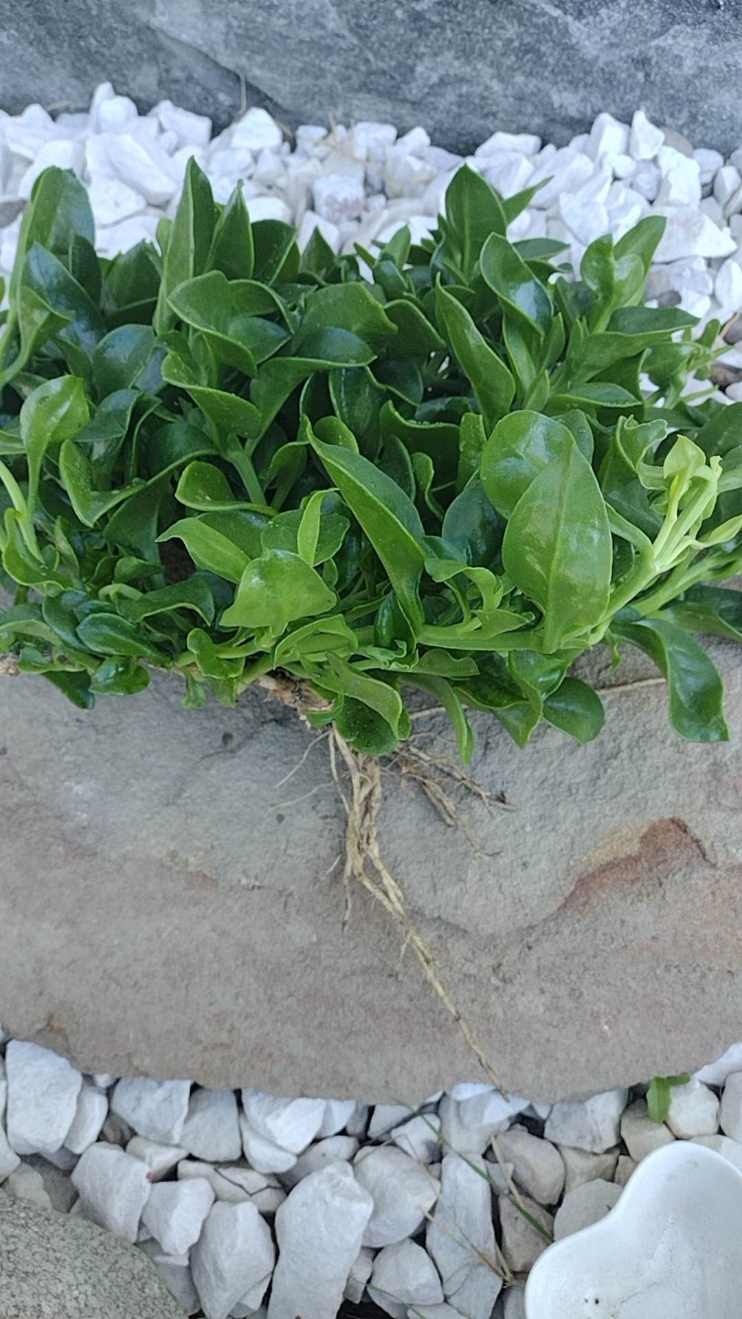 Aptenia Cordifolia Red Apple or Baby Sun Rose cuttings | Ice Plant easy care