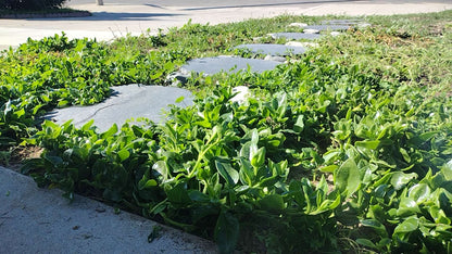 Aptenia Cordifolia Red Apple or Baby Sun Rose cuttings | Ice Plant easy care