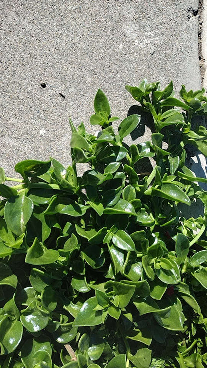 Aptenia Cordifolia Red Apple or Baby Sun Rose cuttings | Ice Plant easy care