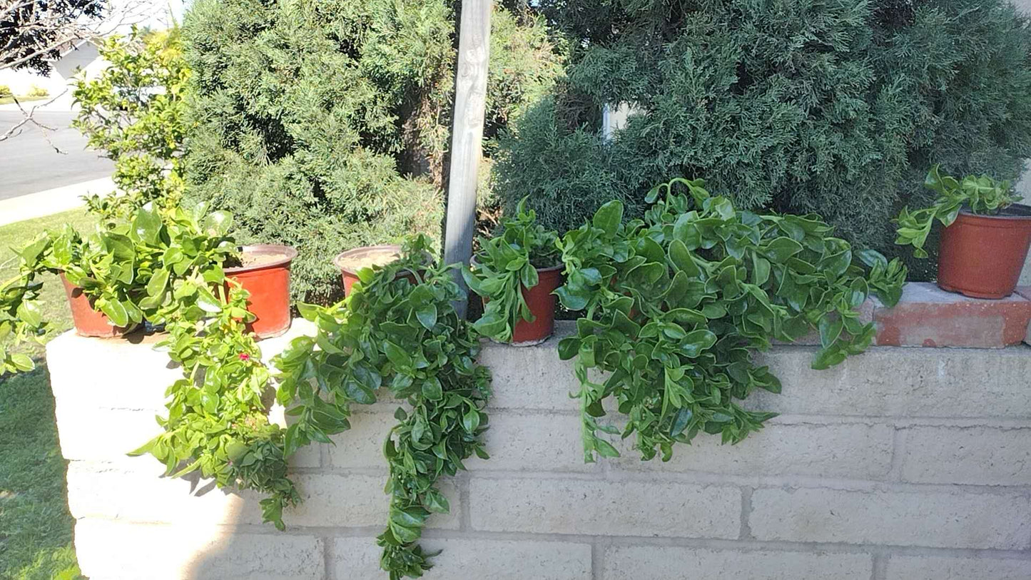 Aptenia Cordifolia Red Apple or Baby Sun Rose cuttings | Ice Plant easy care