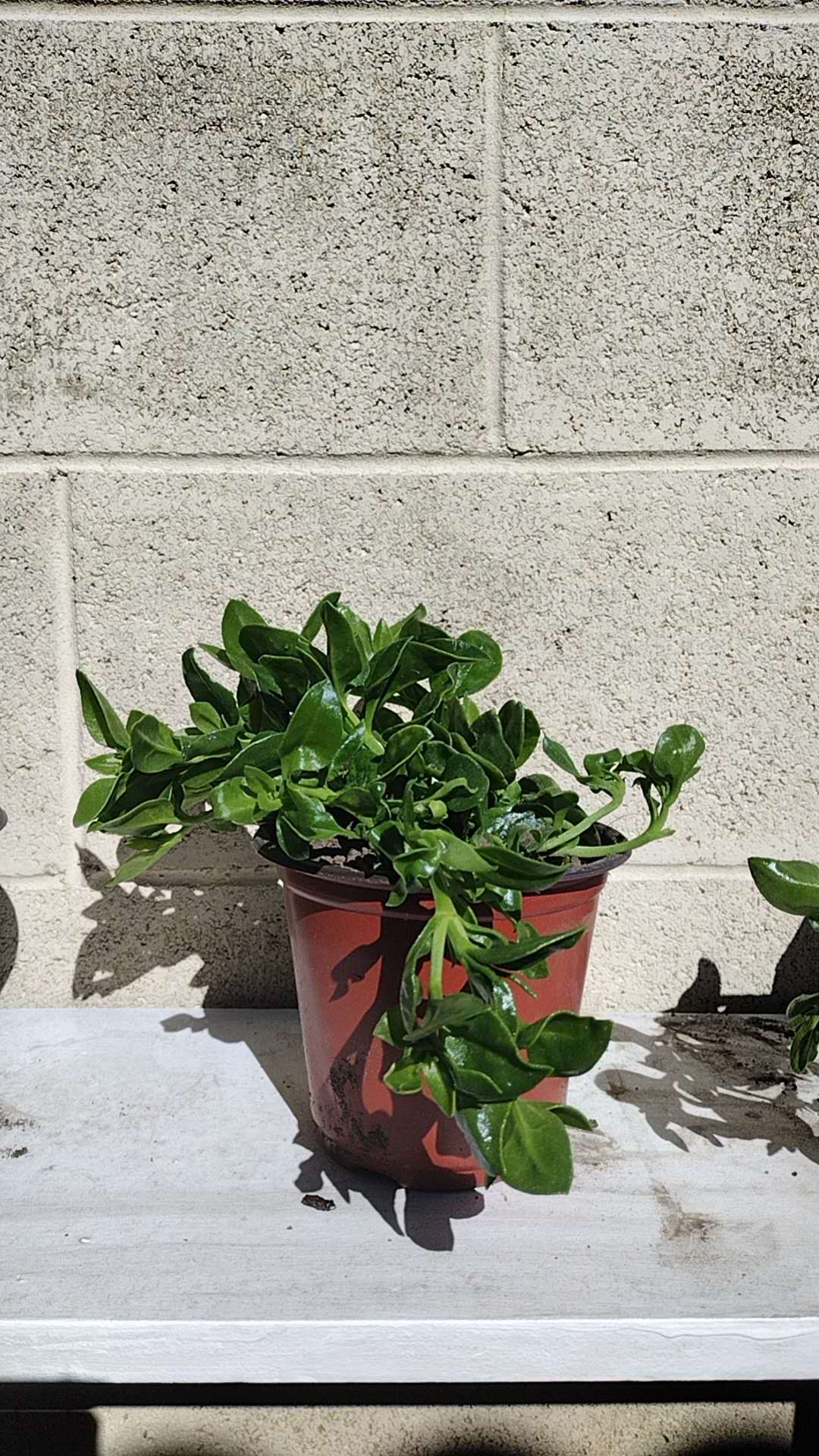 Aptenia Cordifolia Red Apple or Baby Sun Rose cuttings | Ice Plant easy care