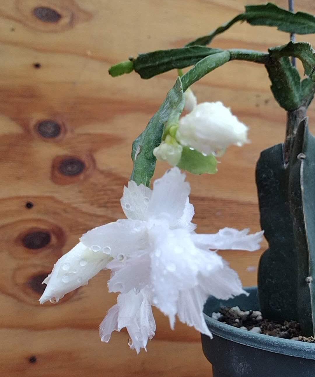 Thanksgiving/Christmas Cactus Schlumbergera "White Flamenco" cuttings-no roots