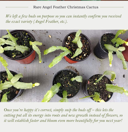 Thanksgiving/Christmas Cactus Schlumbergera "White Flamenco" cuttings-no roots