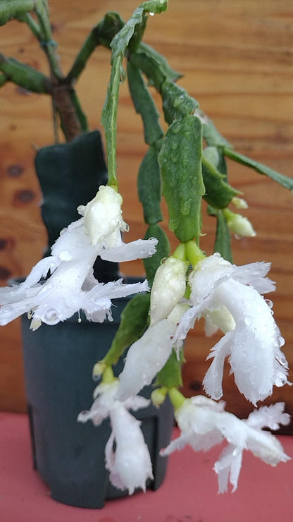 Thanksgiving/Christmas Cactus Schlumbergera "White Flamenco" cuttings-no roots