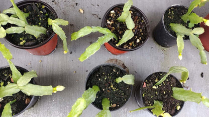 Thanksgiving/Christmas Cactus Schlumbergera "White Flamenco" cuttings-no roots