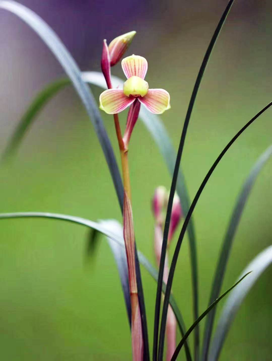 Live Orchid Color Plant 红宋梅 Flowers for Window, Yard, Garden-Spring Dew-Shipped Without Flowers-Red SongMei