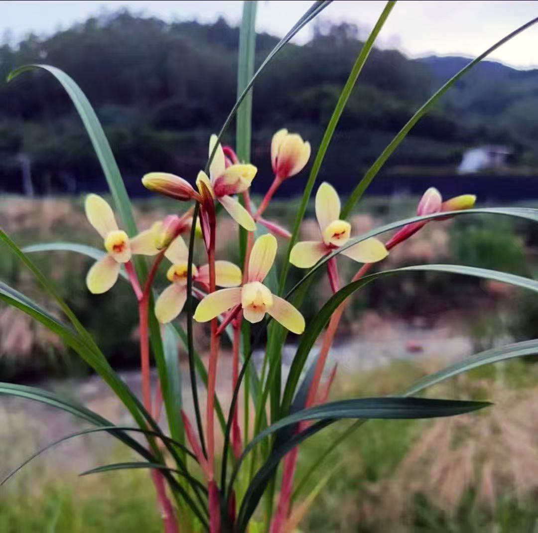 Live Orchid Color Plant 红宋梅 Flowers for Window, Yard, Garden-Spring Dew-Shipped Without Flowers-Red SongMei