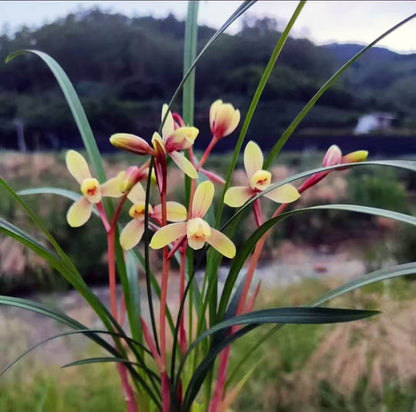 Live Orchid Color Plant 红宋梅 Flowers for Window, Yard, Garden-Spring Dew-Shipped Without Flowers-Red SongMei