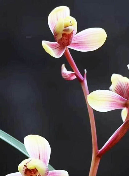 Live Orchid Color Plant 红宋梅 Flowers for Window, Yard, Garden-Spring Dew-Shipped Without Flowers-Red SongMei