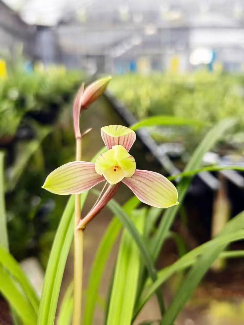 Live Orchid Color Plant 红宋梅 Flowers for Window, Yard, Garden-Spring Dew-Shipped Without Flowers-Red SongMei
