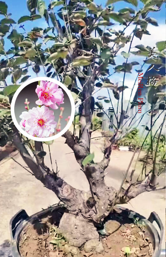 Pre-Sale 20+ year old Rare MeiRen Prunus mume Japanese Apricot Bonsai CYMUS Nursery
