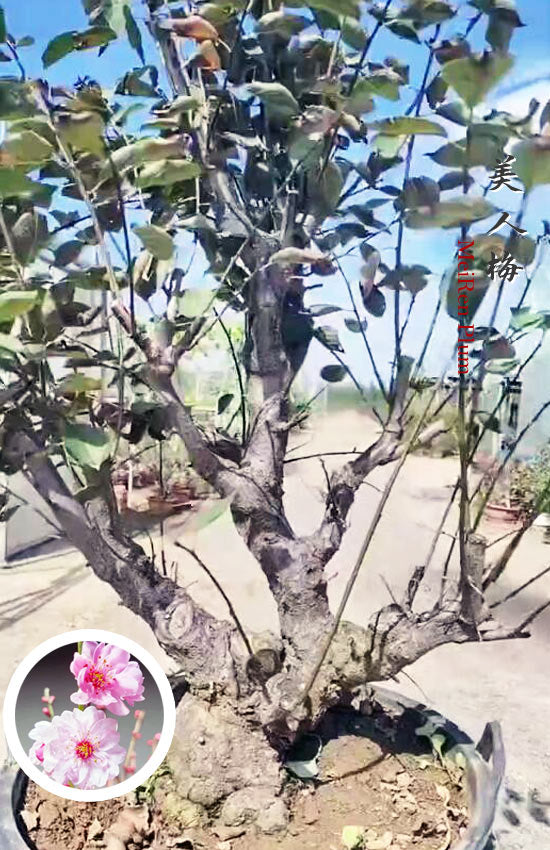 Pre-Sale 20+ year old Rare MeiRen Prunus mume Japanese Apricot Bonsai CYMUS Nursery