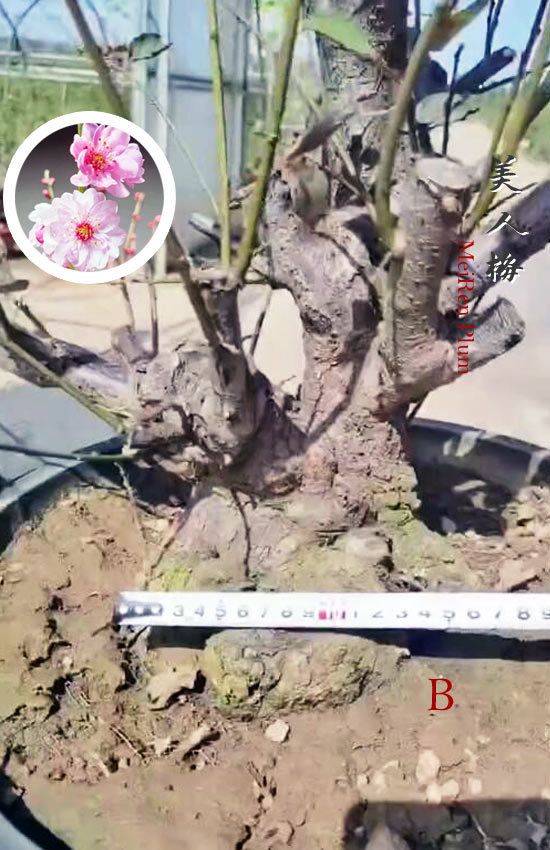Pre-Sale 20+ year old Rare MeiRen Prunus mume Japanese Apricot Bonsai CYMUS Nursery