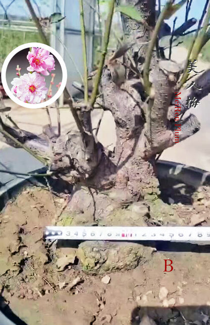 Pre-Sale 20+ year old Rare MeiRen Prunus mume Japanese Apricot Bonsai CYMUS Nursery
