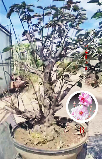 Pre-Sale 20+ year old Rare MeiRen Prunus mume Japanese Apricot Bonsai CYMUS Nursery