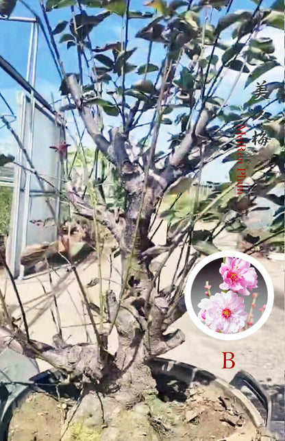 Pre-Sale 20+ year old Rare MeiRen Prunus mume Japanese Apricot Bonsai CYMUS Nursery