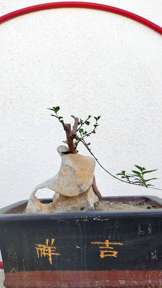 Chinese Elm Root-over-Rock Bonsai – Beginner Friendly Soil ball shipping without pot