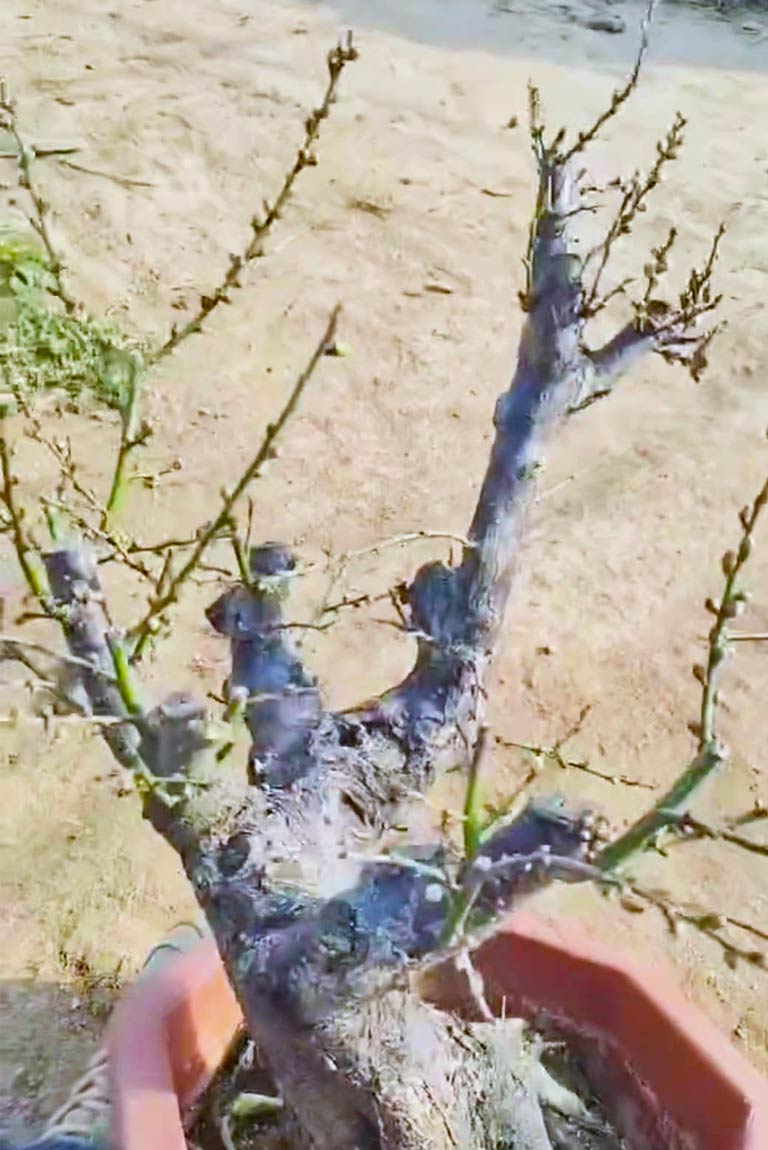 Pre-Sale Rare JiangMei Japanese Apricot Bonsai (Prunus mume) – 15+ Year Old with Buds