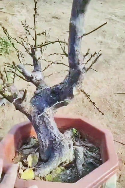 Pre-Sale Rare JiangMei Japanese Apricot Bonsai (Prunus mume) – 15+ Year Old with Buds