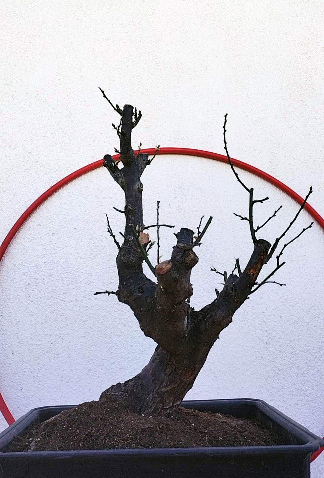 Rare JiangMei Japanese Apricot Bonsai (Prunus mume) – 18+ Year Old