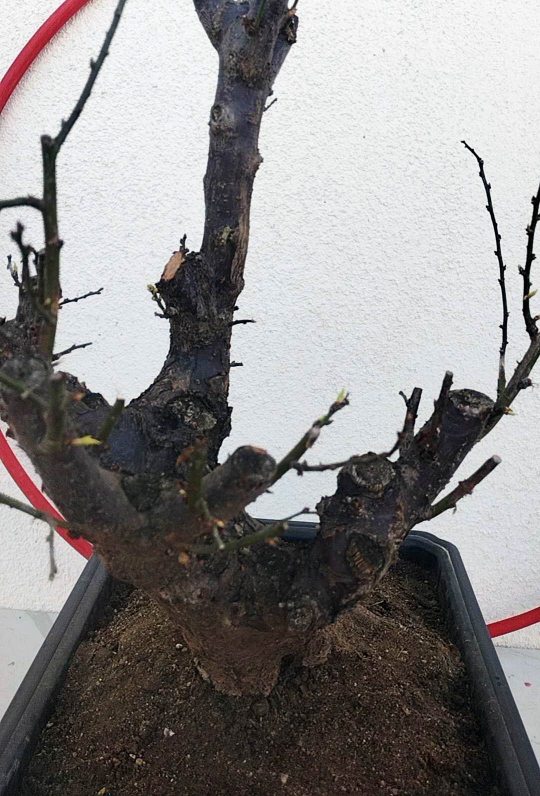 Rare JiangMei Japanese Apricot Bonsai (Prunus mume) – 18+ Year Old
