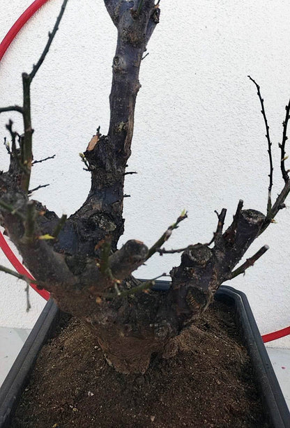 Rare JiangMei Japanese Apricot Bonsai (Prunus mume) – 18+ Year Old