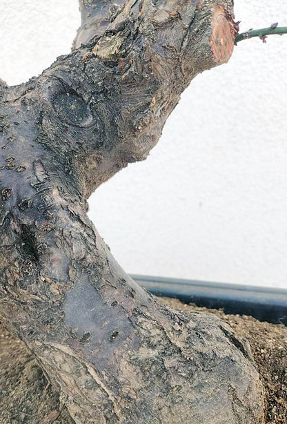 Rare JiangMei Japanese Apricot Bonsai (Prunus mume) – 18+ Year Old