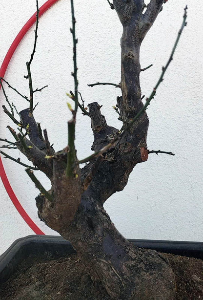Rare JiangMei Japanese Apricot Bonsai (Prunus mume) – 18+ Year Old