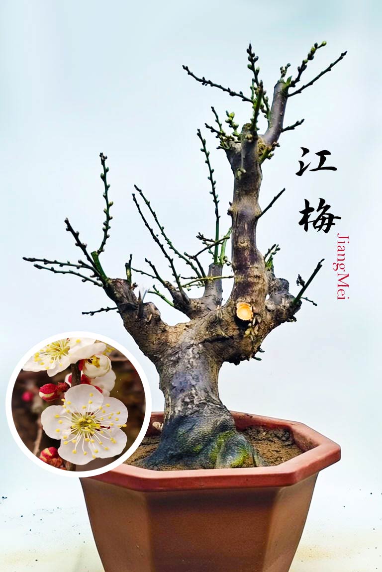 Pre-Sale Rare JiangMei Japanese Apricot Bonsai (Prunus mume) – 15+ Year Old with Buds