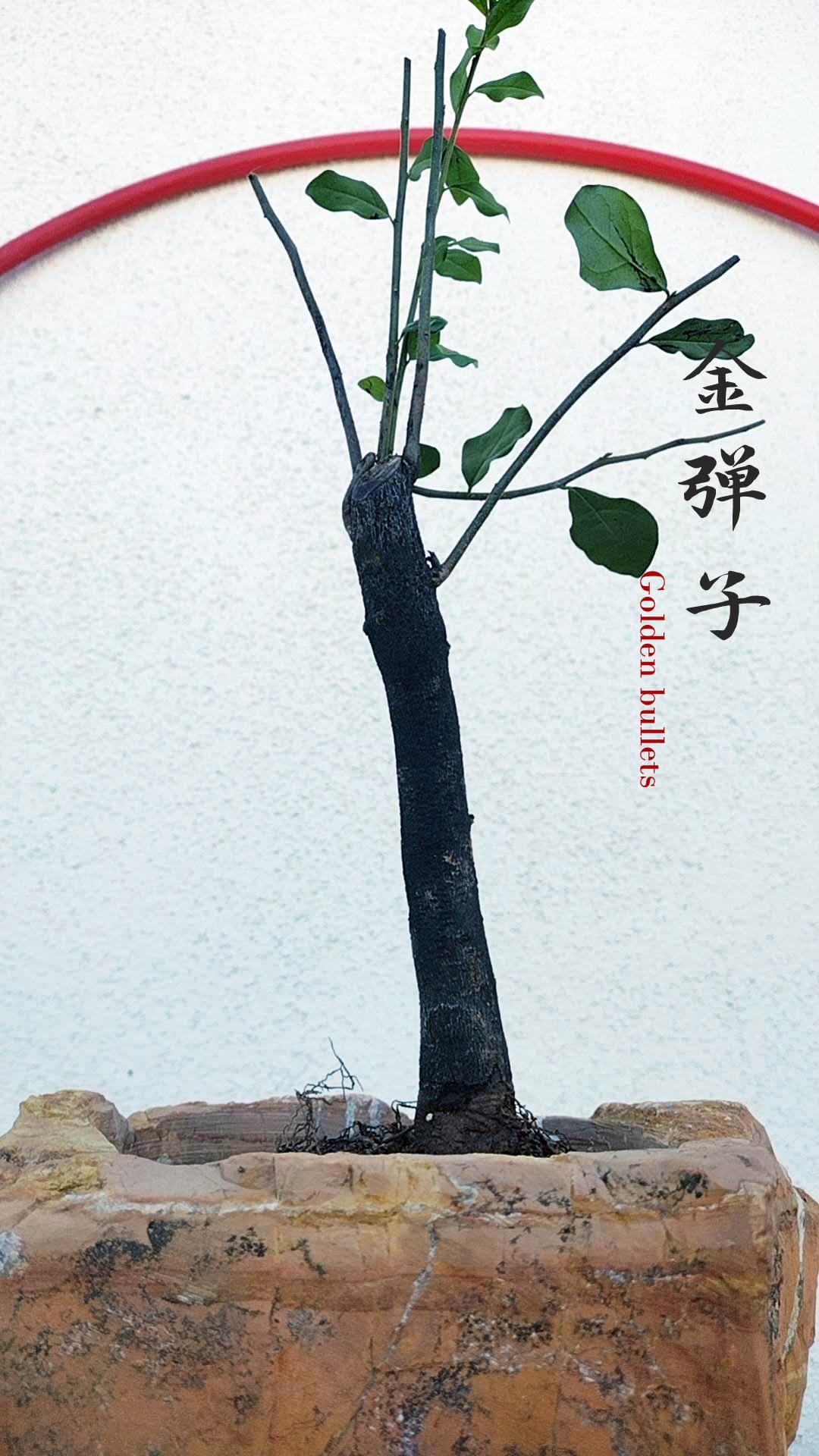 Female Diospyros armata J111 金弹子 evergreen JinDanZi  stump bonsai without pot
