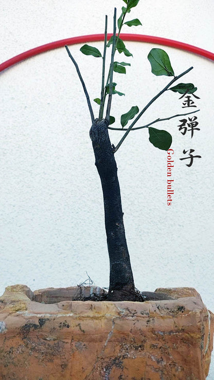 Female Diospyros armata J111 金弹子 evergreen JinDanZi  stump bonsai without pot